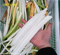 沃成机械切菜机赤峰萝卜切条机 切萝卜长条机器 土豆红薯切条机 粗细可调图片 价格